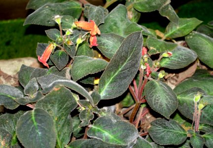 Smithiantha multiflora - Botanischer Garten - Heidelberg, Germany - DSC01263