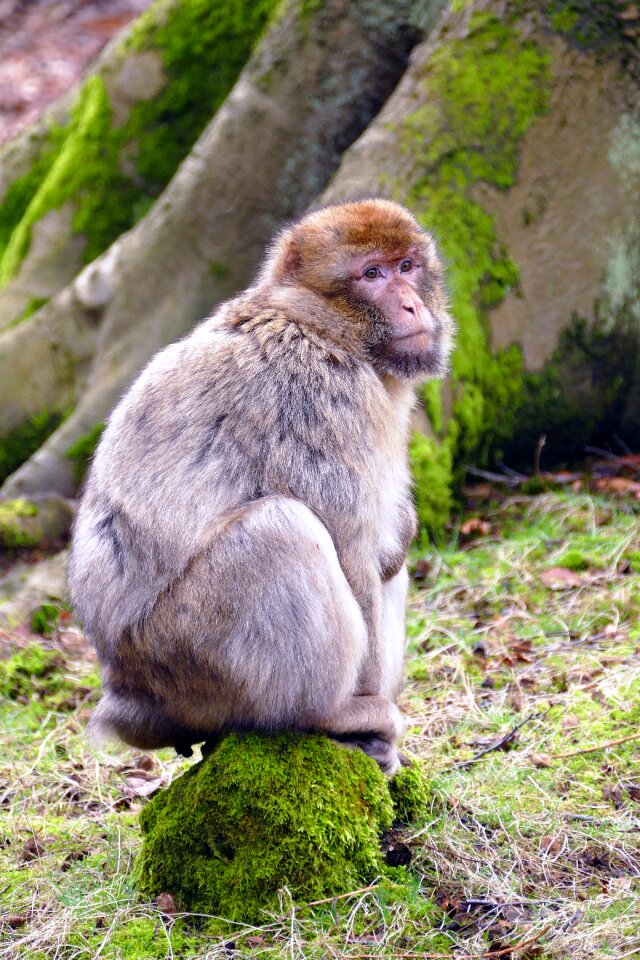 Cute mammal wildlife