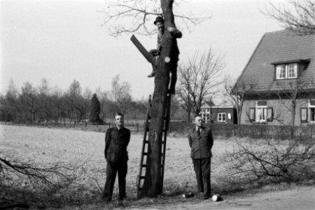 Snoeien, arbeiders, zagen, takstompen, inlandse eik, Bestanddeelnr 170-0921