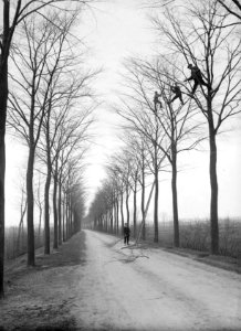 Snoeien, bomen, iep, Bestanddeelnr 192-0692
