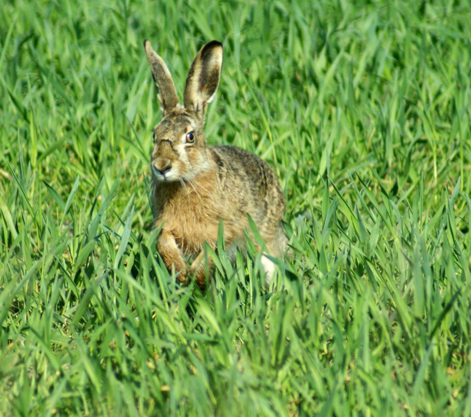 Easter spring animals