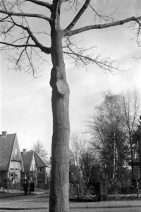 Snoeien, bomen, huizen, snoeiwonden, acer platanoides, Bestanddeelnr 170-0878