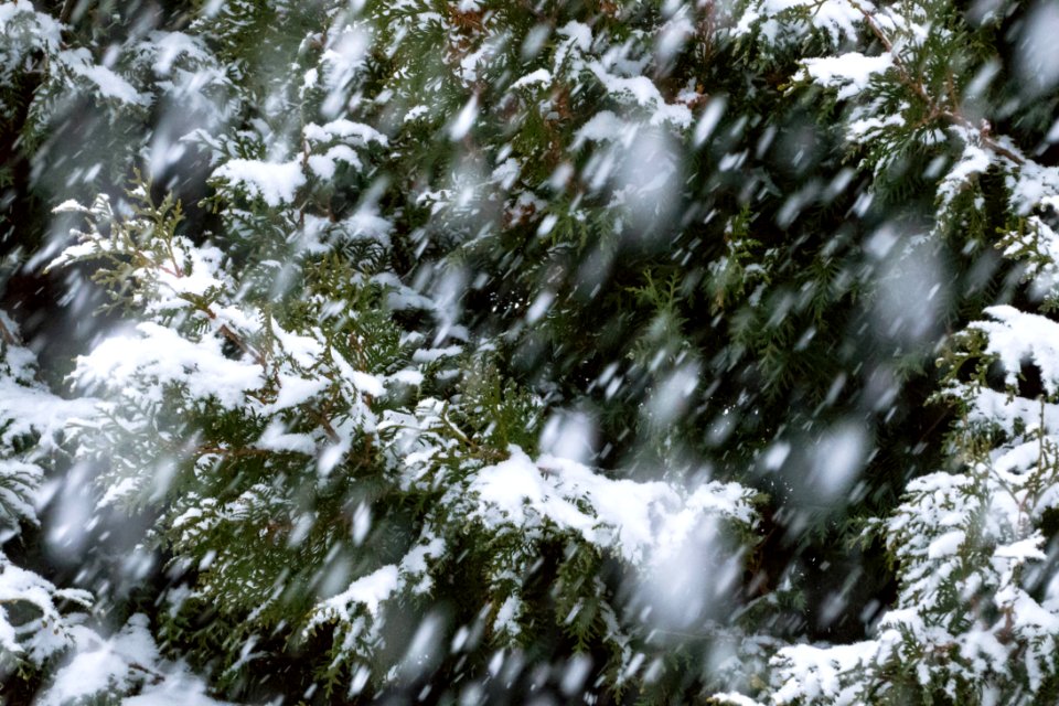 Snow falling on cedars 7