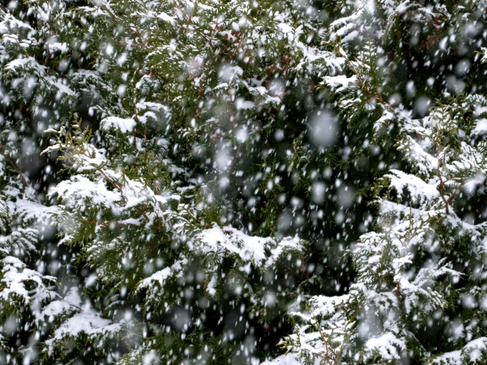 Snow falling on cedars 6