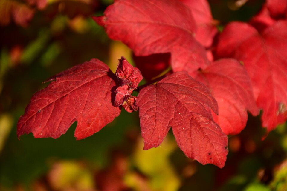 Golden autumn fall foliage leaf photo