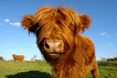 In the free long haired shaggy