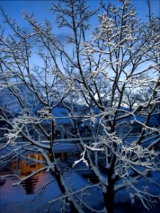 Snow covered tree in early light with house in February in New Jersey