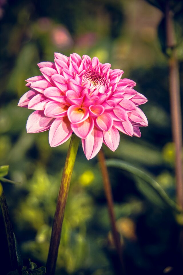 Asteraceae autumn composites