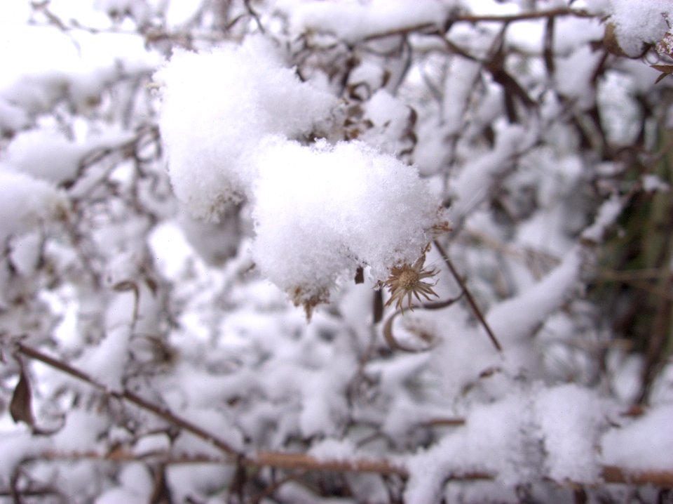 Snow on asters, Beechview, 2020-12-16, 01