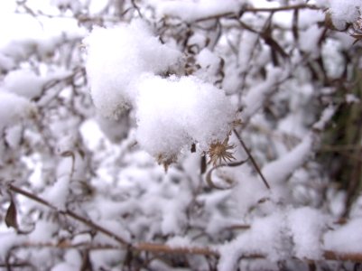Snow on asters, Beechview, 2020-12-16, 01