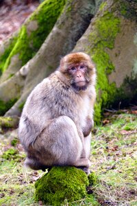 Cute mammal wildlife