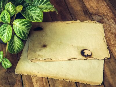 Organic paper leaves