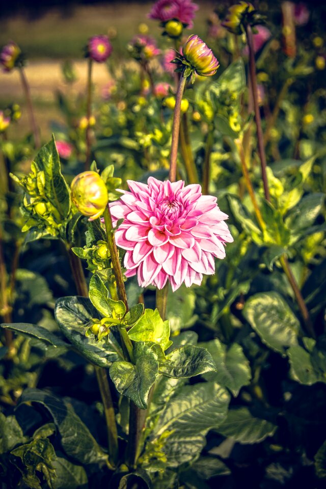 Asteraceae autumn composites