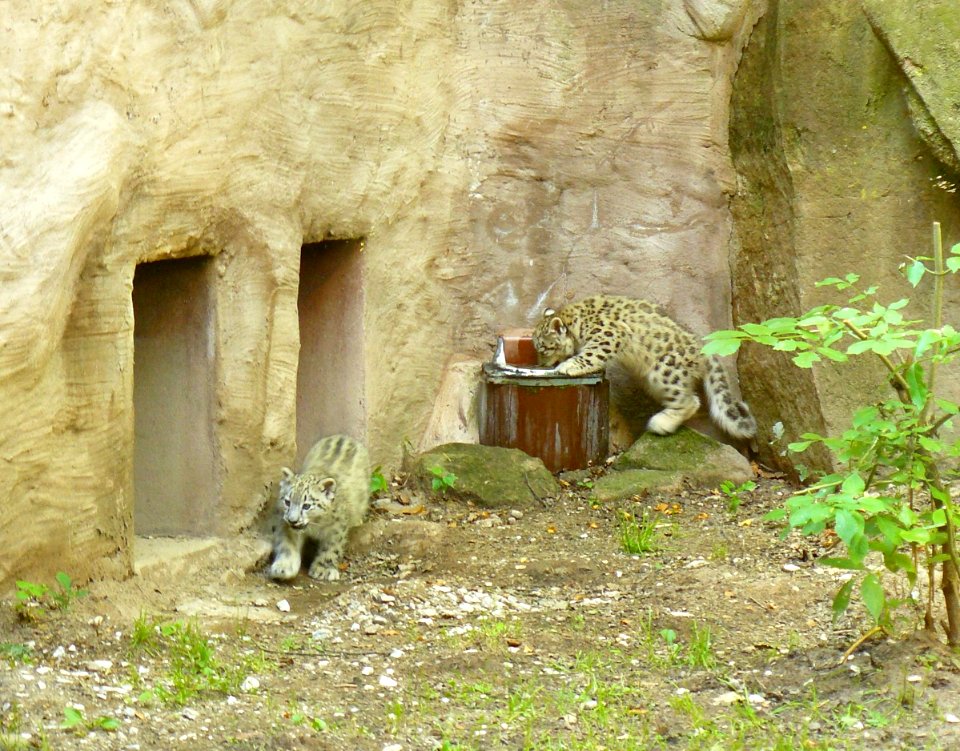 Snow leopard cubs Nürnberg Tiergarten