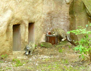 Snow leopard cubs Nürnberg Tiergarten photo