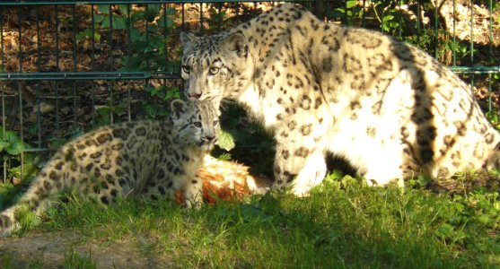 Snow leopards Nürnberg photo