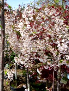 Snow Showers Weeping Cherry plants growing in NJ in April