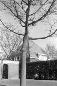 Snoeien, bomen, huizen, Bestanddeelnr 170-0877