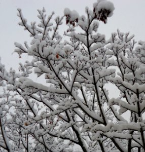 Snow on a tree in winter in NJ photo