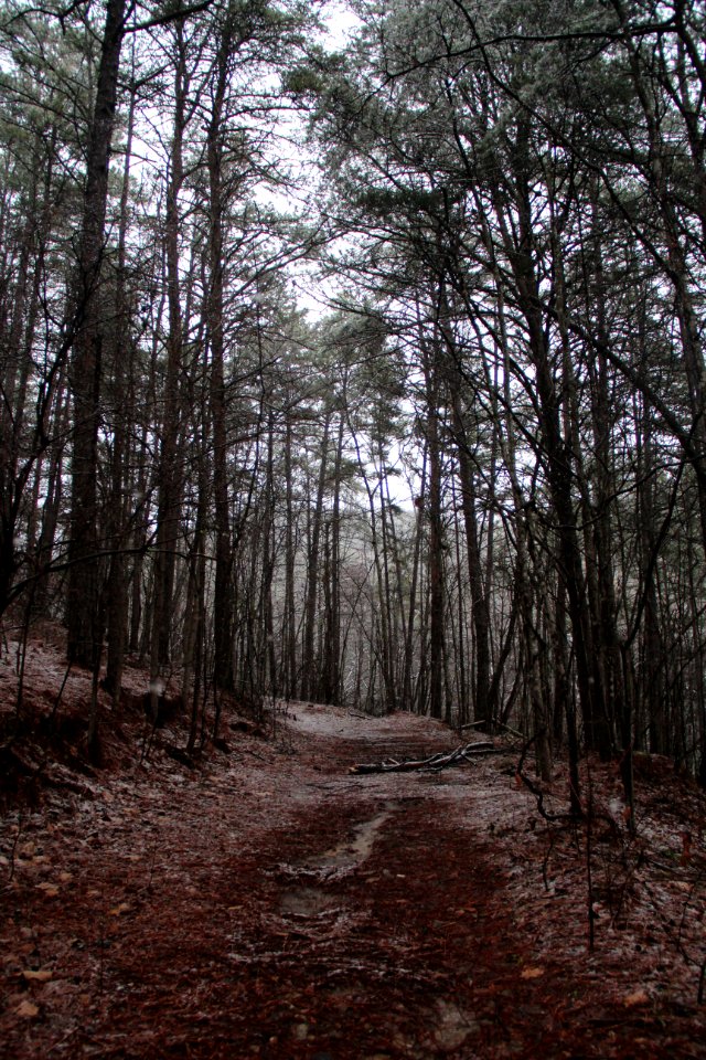 Snow on Pine Mountain Trail, Cartersville, GA Feb 2020 04