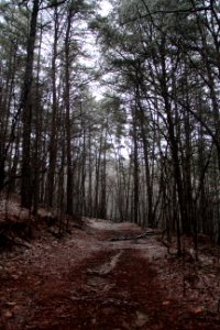 Snow on Pine Mountain Trail, Cartersville, GA Feb 2020 04