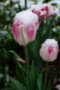 Snow on tulips, 2021-04-21, Beechview, 02