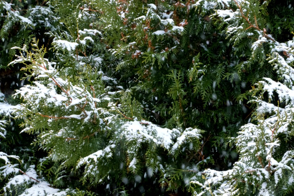 Snow falling on cedars 2