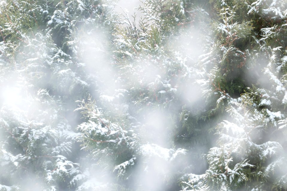 Snow falling on cedars 4