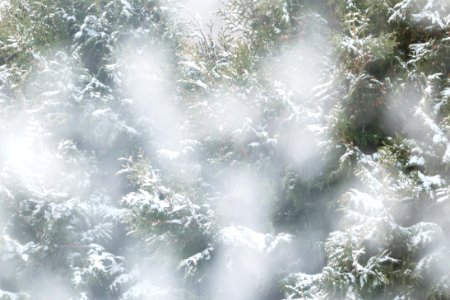 Snow falling on cedars 4