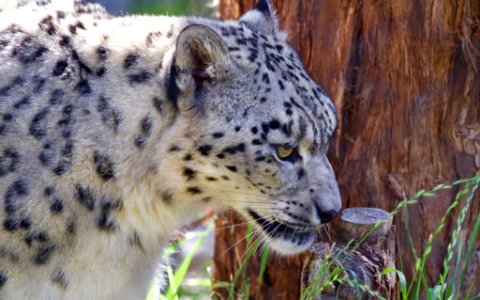 Snow Leopard (177190851) photo