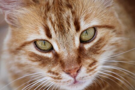 Tabby animal portrait cute