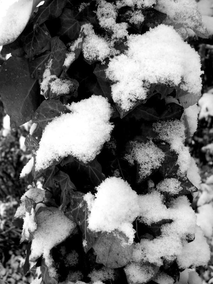 Snow on ivy, Beechview, 2020-12-01, 01