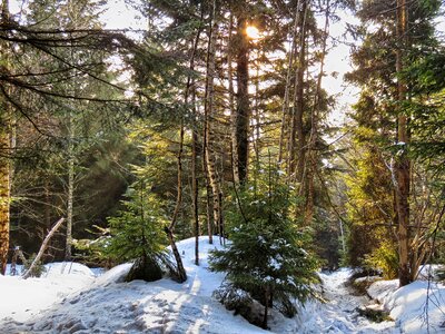 Snow nature spruce photo