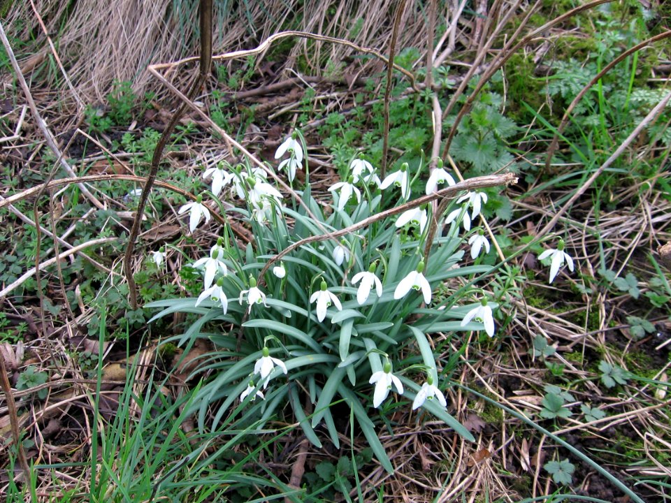 Snowdrops, Ashington