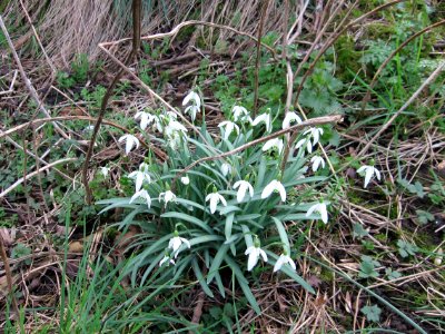 Snowdrops, Ashington