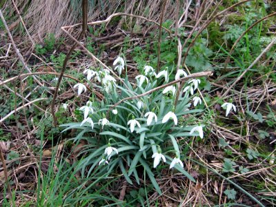 Snowdrops, Ashington photo