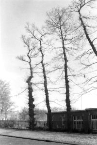 Snoeien, bomen, huizen, Bestanddeelnr 170-0875