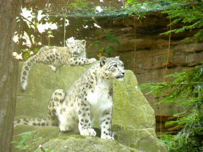 Snow leopards Tiergarten Nürnberg photo