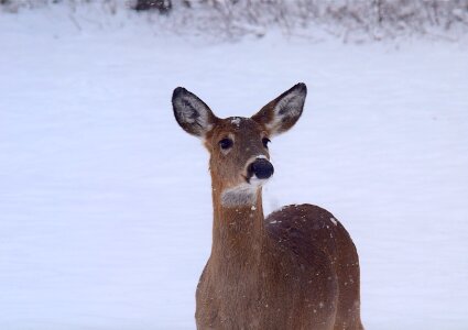 Doe park animal photo