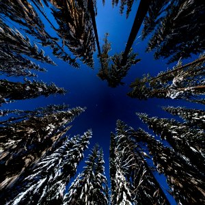 Snow Covered Trees Starry Night (166032201)
