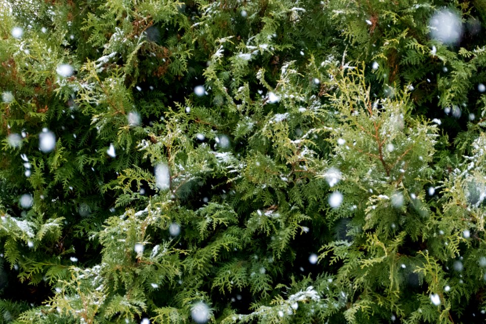 Snow falling on cedars 1