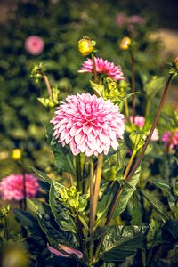 Asteraceae autumn composites