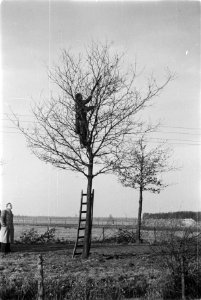 Snoeien, arbeiders, ladders, Bestanddeelnr 170-0707