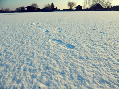 Snow Footprints (200926155)