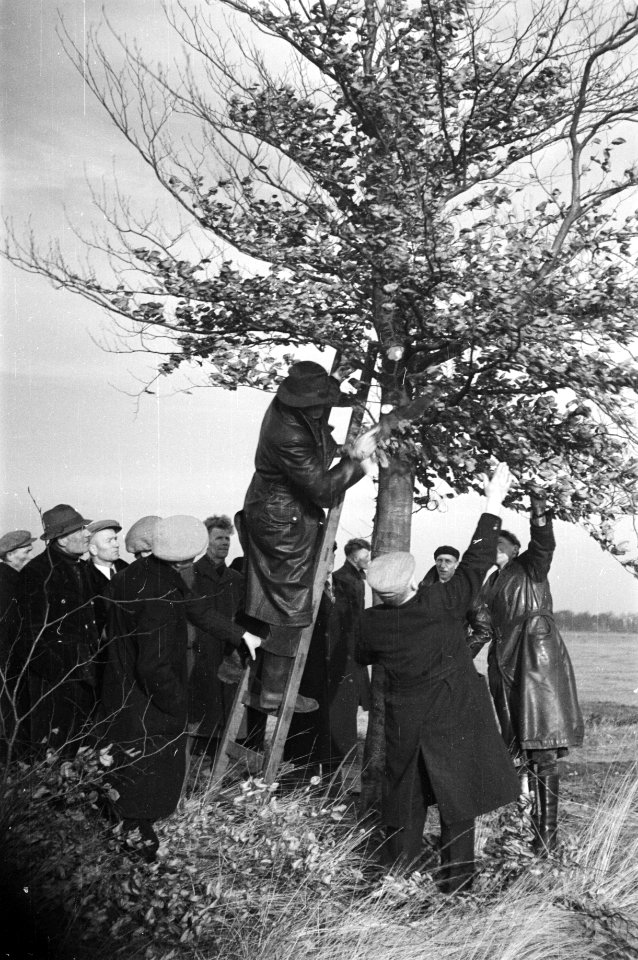 Snoeien, cursisten, Weitemanslanden, Bestanddeelnr 170-0697