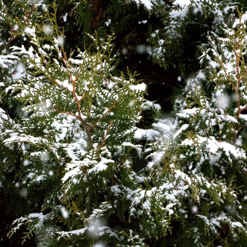 Snow falling on cedars 5