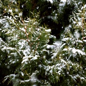 Snow falling on cedars 5
