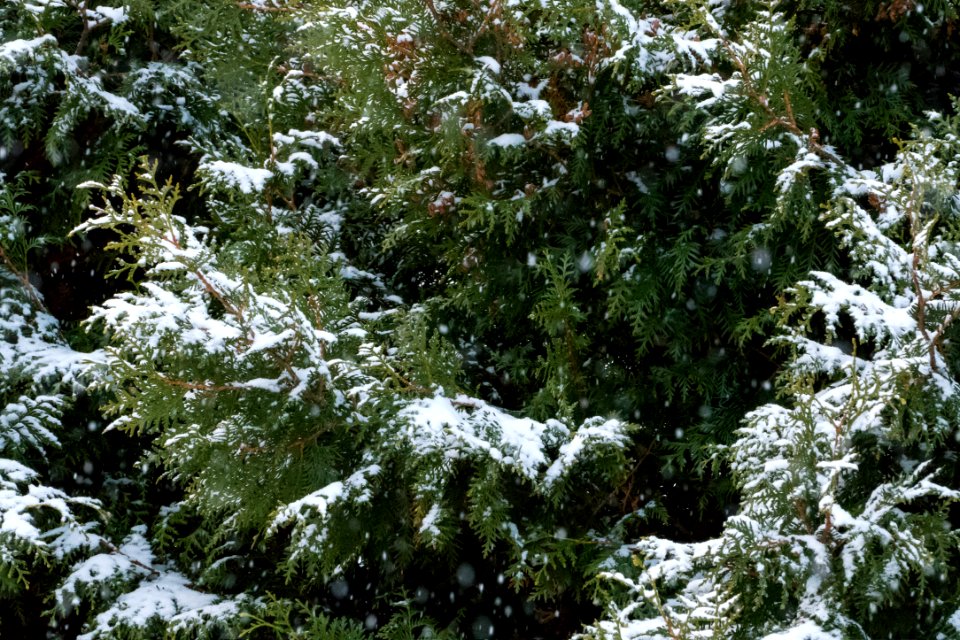 Snow falling on cedars 3