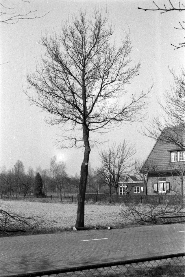 Snoeien, eiken, inlandse eik, Bestanddeelnr 170-0923