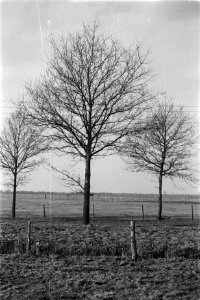 Snoeien, eiken, inlandse eik, Bestanddeelnr 170-0706